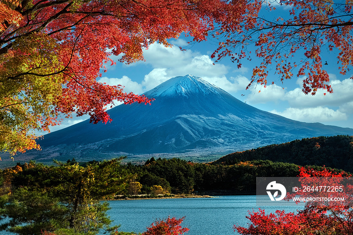 Mount Fuji with colorful leaves as foreground