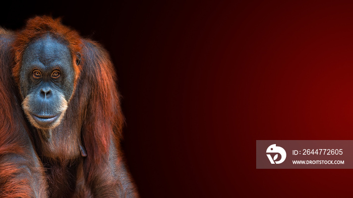 Banner with portrait of funny colorful Asian Sumatran orangutan at gradient reddish background with copy space for text, adult, details