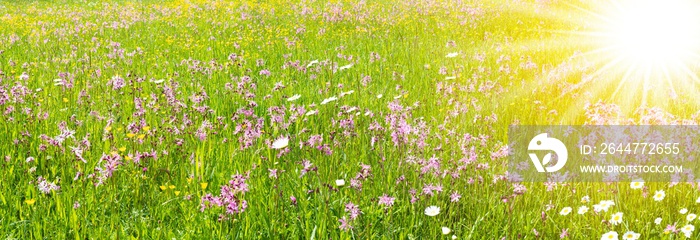 Waldbaden und Entspannung für Körper, Geist und Seele