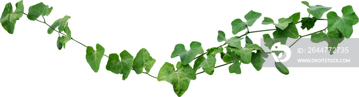 Vine plant, Branch creeper leaf green, Liana tropical nature.