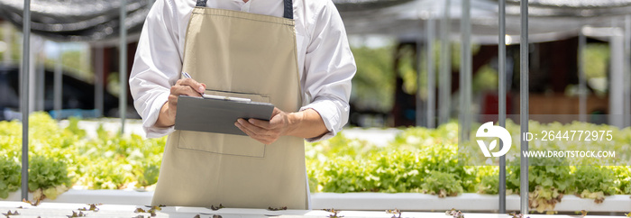 Owner of the hydroponics vegetable garden is checking the quality of the vegetables and checking or recording the growth of the vegetables in the garden, Vegetables in the greenhouse.