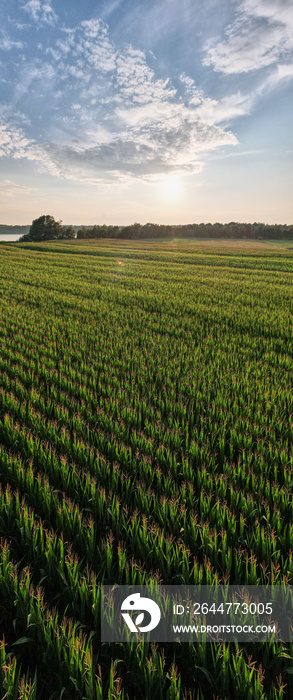 Aerial panoramic view taken by a drone of a Corn field agriculture under a sunset sky. Green nature. Rural farm land in summer. Plant growth. Farming scene. Outdoor landscape. Organic leaf. Crop