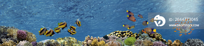 Coral reef underwater panorama with school of colorful tropical fish