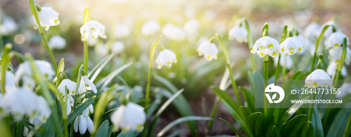 Blooming Leucojum aestivum (summer snowflake) flowers in a park, close-up. Early spring. Symbol of purity, peace, joy, Easter concept. Landscaping, gardening, environment. Macrophotography, bokeh