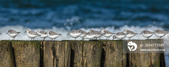 vögel am meer