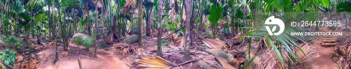 Vallee de Mai Natural Reserve, Praslin panoramic view of palm forest, Seychelles