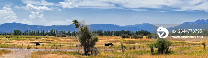 Herd of Cows grazing together in harmony in a rural farm in Heber, Utah along the back of the Wasatch front Rocky Mountains. United States of America.