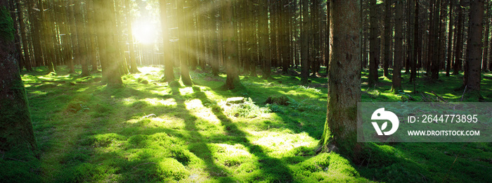 Forest of Beech Trees illuminated by sunbeams . Nature background.