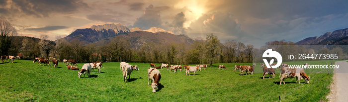 cows in meadow with mountain background