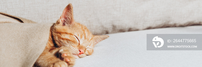 Cute little ginger kitten sleeps on the sofa in living room, banner size