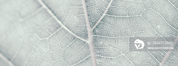 Grape leaf, gray toned, macro. Close up texture with copy space for design.