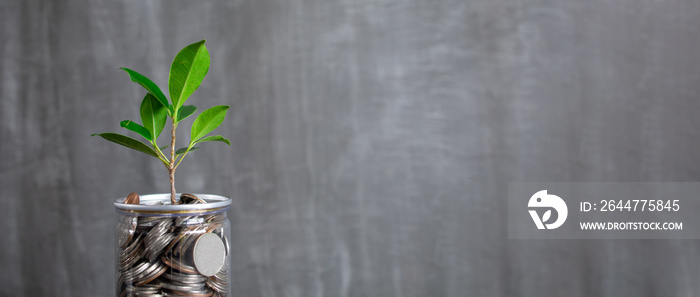 Coins in glass jar and green plant with copy space, concept saving money