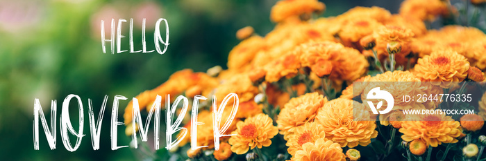 Hello November text with bouquet of orange chrysanthemum flowers in pot in garden on background, banner size