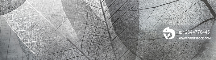 texture abstract black and white pattern of transparent leaves