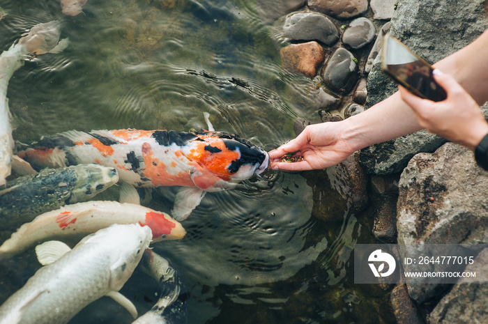 Feeding the hungry funny decorative Koi carps in the pond. Women’s hand hold fish food. Animal care concept. Close up. The process of photographing a smartphone camera.