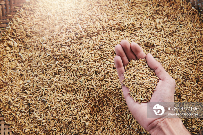 Brown Rice Paddy in hand after, hands harvesting , farmer hand holding rice seed or paddy seed top view.