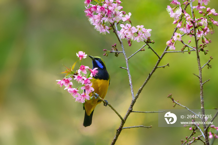 A beautiful and colorful bird Golden-fronted Leafbird (Chloropsis aurifrons) perched on a branch of a sakura tree background. Jayanti, Buxa, West Bengal, India