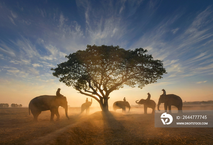 Elephant and Mahous on during sunrise ,Surin Thailand