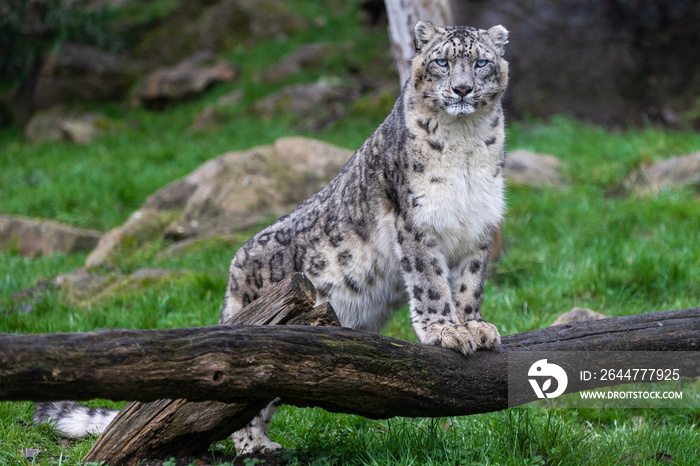 Portrait of a snow leopard in the meadow