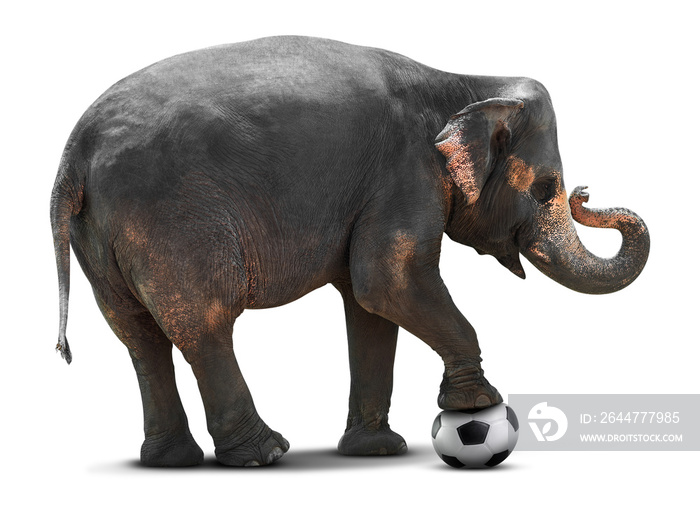 Elephant playing soccer