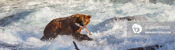 Bear on Alaska