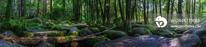 Wanderung durch das Höllbachtal in der nähe von Rettenbach im bayerischen Wald