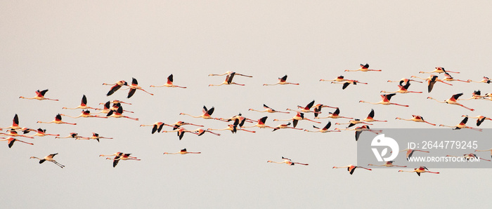 flock of flamingos