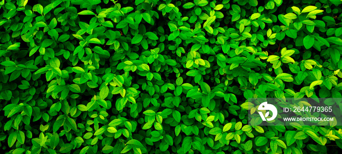 Close up 20:9 horizontal banner shrub,small round foliage,deep bright green shades.Texture for photo,desktop wallpapers,smartphone screen.Natural leaves carpet .Leaf cover design,eco-friendly pattern