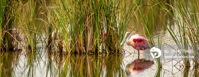 Roseaste Spoonbill on the Texas Coast