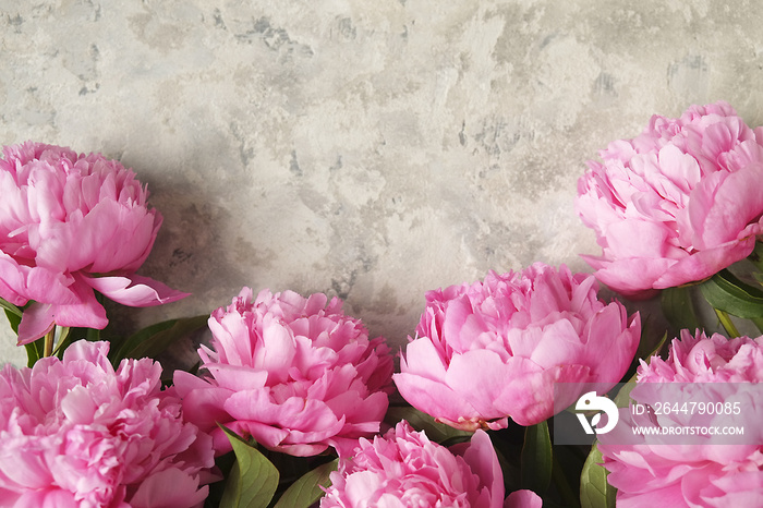 Composition with beautiful peony flowers on grey textured background