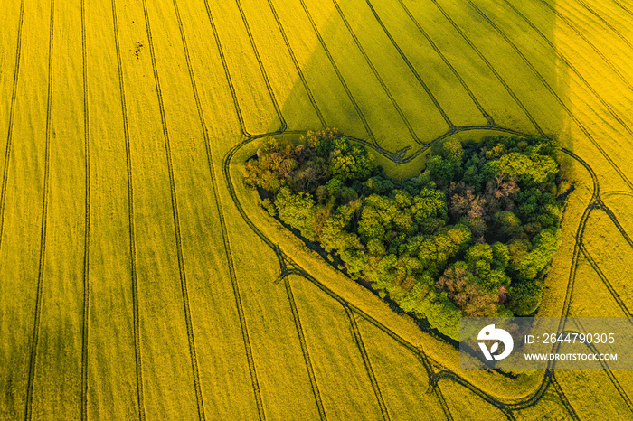 Real heart shaped copse of forest among rape field..Nature love. Valentine symbol.