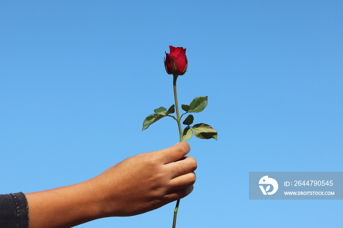 Red rose in human hand with  blue sky in sunny day background gift for love in Valentine day to spec