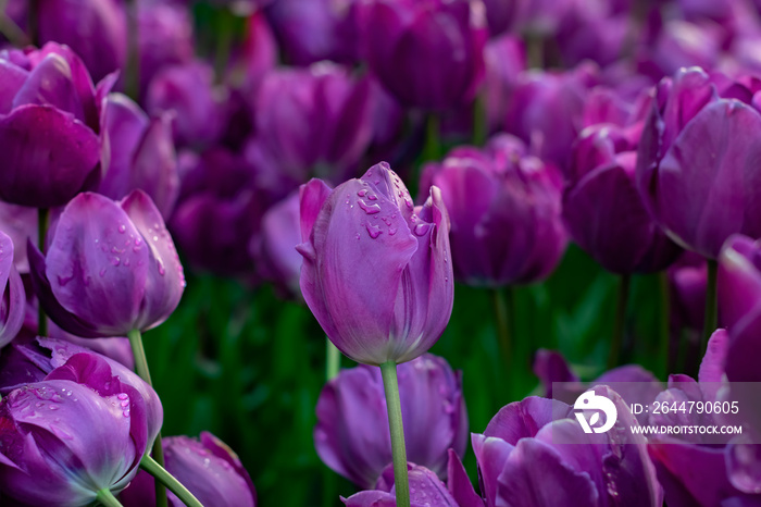 Beautiful purple tulips with water droplets for background