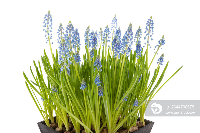 Blue grapes in a wooden basket; isolated on transparent background