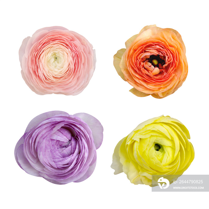 Macro photo set flower pink, yellow, orange, violet ranunculus on white isolated background.