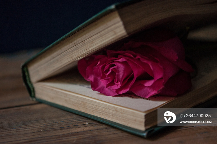 A red rose on an open book. Funeral symbol and Concept of condolence and religion.