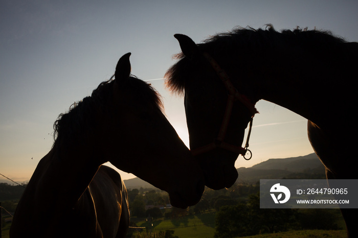 Back lit image of male and female horses forming a heart with their heads.