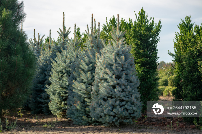 Beautiful young Colorado blue spruce growing on plantation, natural Christmas tree for Christmas hol