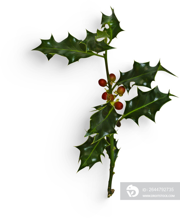 Winter Holly Branch with Berry