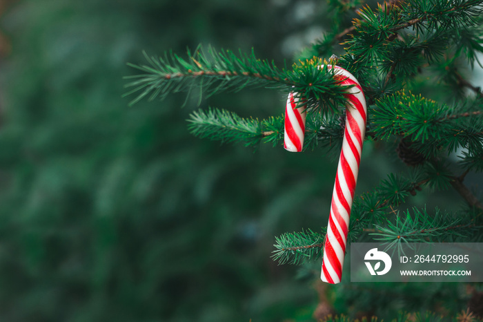 candy cane a red-striped peppermint stick hanging on a Christmas tree outside