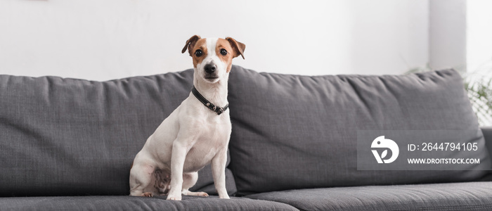 jack russell terrier on grey couch in modern living room, banner