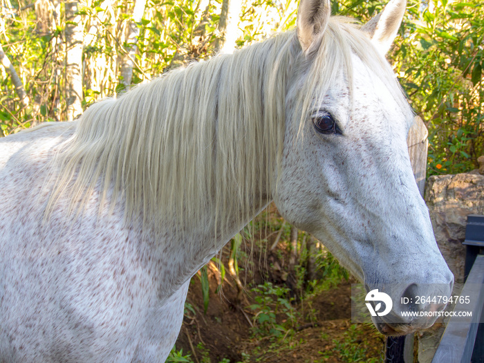 Close-up photography of the head of a fleabitten gray mare, captured near the colonial town of Villa