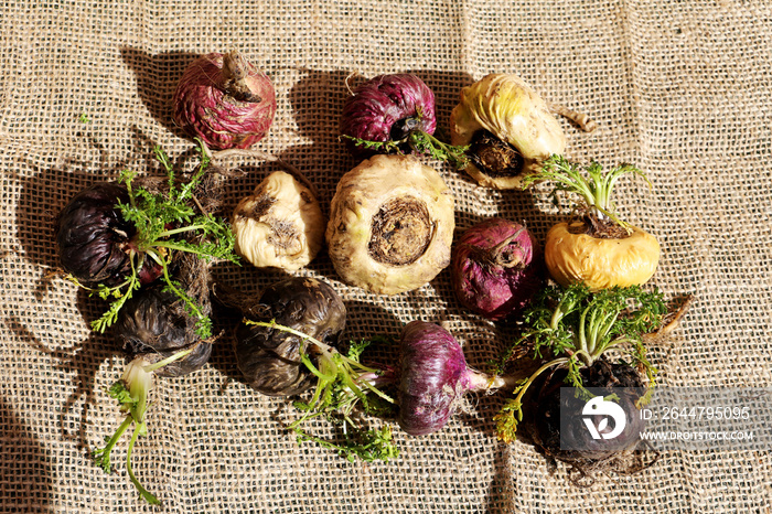 Fresh maca roots or Peruvian ginseng (lat. Lepidium meyenii) with maca products (maca powder)