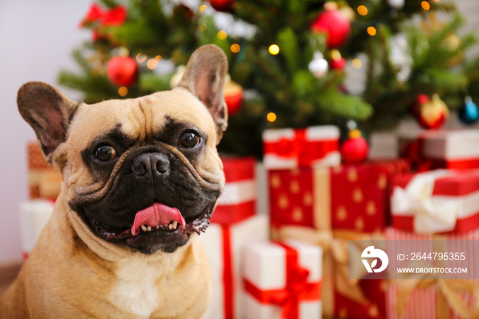 French bulldog guarding christmas presents concept. Adult adorable dog with wrinkled face under holi