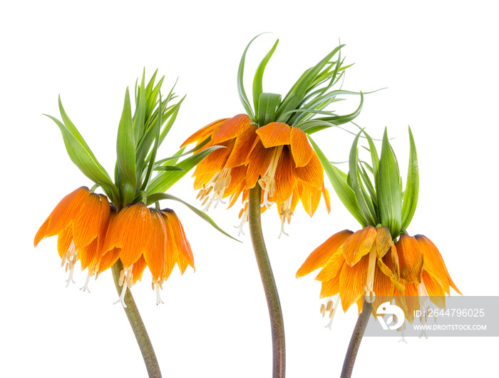 Three Imperial Crown (Fritillaria Imperialis) isolated on transparent background