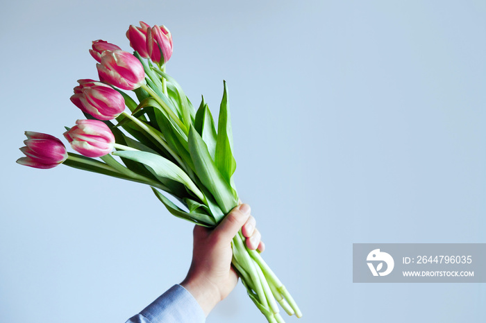 A mans hand holds a beautiful bouquet of tulips against a  blue background. The concept of the celeb