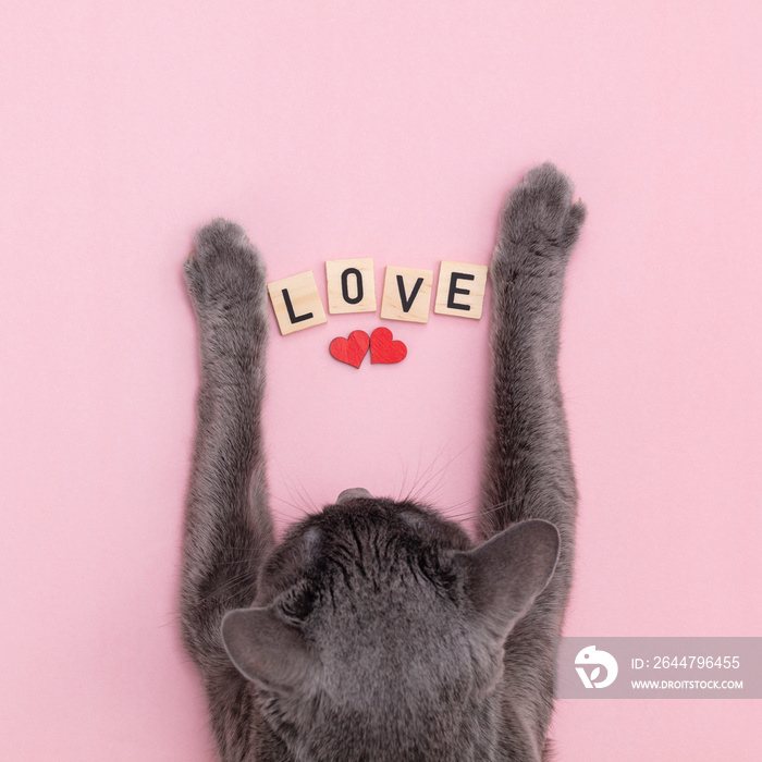 Happy Valentines Day greeting card. Cat kitten kitty holding letters love.Flat design. Love card.