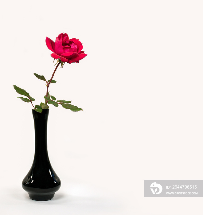 single red rose in black vase isolated on white background