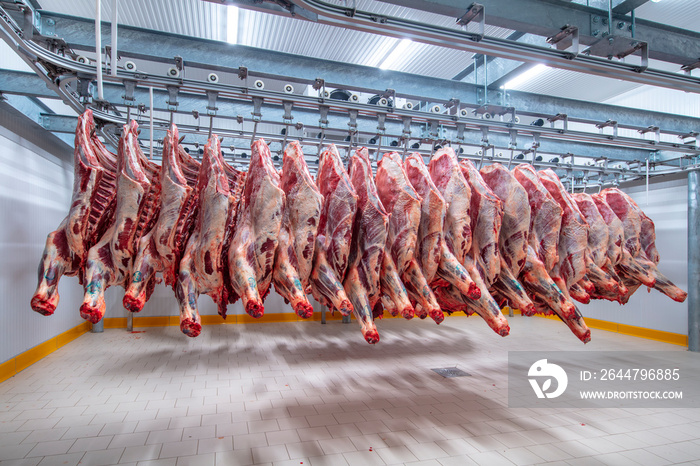 Meat industry,meats hanging in the cold store. Cattles cut and hanged on hook in a slaughterhouse. H