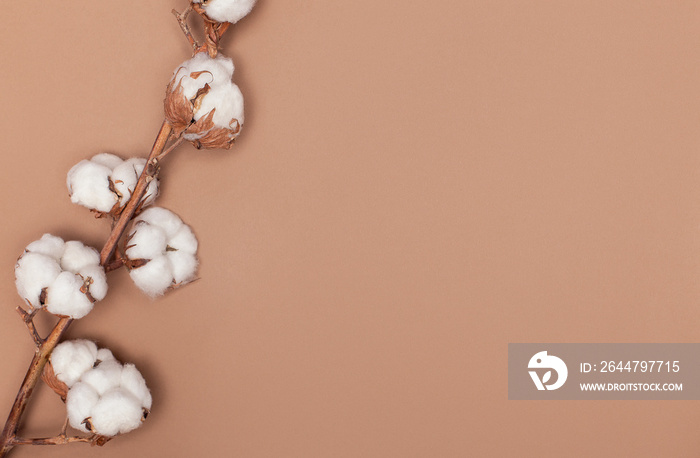 Flat lay, top view, copy space. Cotton branch on a light brown paper background, cotton plant.